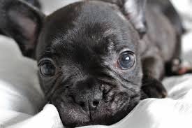 I am located in southern california. French Bulldog Puppies Everything You Need To Know The Dog People By Rover Com