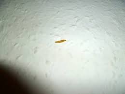 Sie schlüpfen aus den abgelegten fliegeneiern deshalb können sie an den unmöglichsten stellen, wie zum beispiel decken oder wänden, auftauchen. Lebensmittelmotten