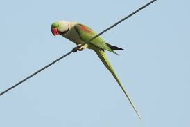 Alexandrine Parakeet Wikipedia