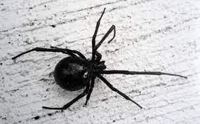 Also, research shows that male black widows can sense chemicals in the female's. Door To Nature Northern Black Widow Spider Door County Pulse