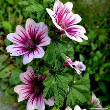 Kombineret med den sene blomstring er det Billig Moskus Katost Zebrina Fro 32 Kr