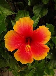 The Grass Is Always Greener On The Other Side Of The Fence Meaning In Hindi Hybiscus Beautiful Flowers Pictures Hibiscus Flowers Wonderful Flowers