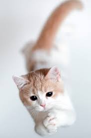 Takequickbreak Com Cute Cat Wallpaper Kitten Wallpaper Cute Animals