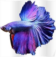Blue And Purple Halfmoon Betta Flowy Fins Poster In 2020 Halfmoon Betta Betta Fish Types Betta