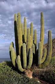 How big is the biggest saguaro cactus in the world? Cardon Pachycereus Pringlei Kinds Of Cactus Cactus Psychoactive Plants