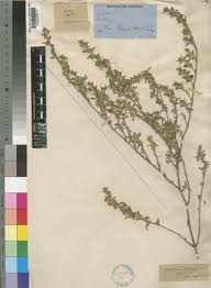 Image result for Pogonospermum attenuifolium