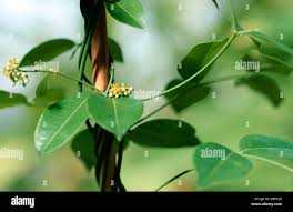 Image result for Secamone