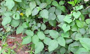 Image result for Canavalia cathartica