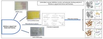 Image result for Uvaria leptocladon