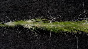 Image result for Aristida congesta