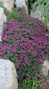 Image result for Teucrium
