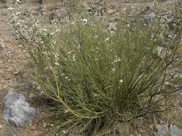 Image result for Retama monosperma