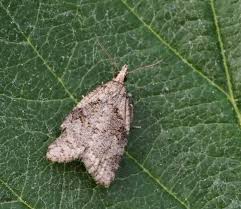 Image result for Archips podanus