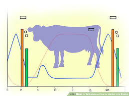 How To Tell When A Cow Or Heifer Is In Estrus 15 Steps