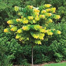 It has interesting branch structure in winter, and it stunning in bloom. The Rising Sun Redbud Tree Buy Flowering Trees Spring Hill Nurseries