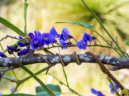 Image result for Hardenbergia comptoniana