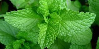 11 Plantes Anti Moustique Que Vous Devriez Avoir Chez Vous Herbes Aromatiques Plantes Qui Repoussent Les Moustiques Plante Medicinale