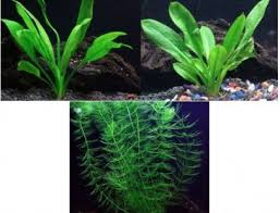 Live Aquarium Plant Bundle Live Discus Fish Plants Discusguy Fish Plants Live Aquarium Plants Planted Aquarium