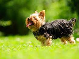 Yorkshire terrier sind sehr angenehme haushunde und lieben fernsehabende am sofa. Yorkshire Terrier Rasseportrait Im Hunde Magazin Zooroyal Magazin