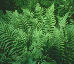 Image result for Micrargeria filiformis