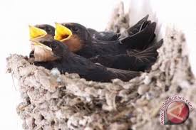Harga sarang burung walet di salah satu online marketplace mencapai rp350 ribu per 17 gram. Harga Sarang Burung Walet Di Kotim Lesu Antara News Kalimantan Tengah Berita Terkini Kalimantan Tengah