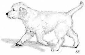 Click the golden retriever coloring pages to view printable version or color it online (compatible with ipad and android tablets). Golden Retriever Puppy By Dontwannamakeit On Deviantart Puppy Coloring Pages Golden Retriever Puppy Retriever Puppy