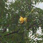 Image result for Senna petersiana