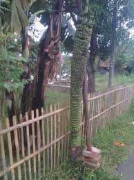 Maybe you would like to learn more about one of these? Subhanallah Pohon Pisang Ini Berbuah Banyak Dan Panjang Sampai Ke Tanah Riauone Com Berita Nusantara Terkini