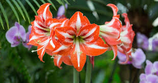 Image result for Hippeastrum