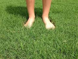 Bermuda Grass Types Pearland Sugar Land Houston Grass South Tx Bermuda Grass Grass Type Grass