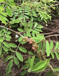 Image result for Indigofera subulata