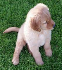 All deposits go 100% towards the total price of your puppy. English Cream Golden Retriever Puppies Pets And Animals For Sale Spokane Wa