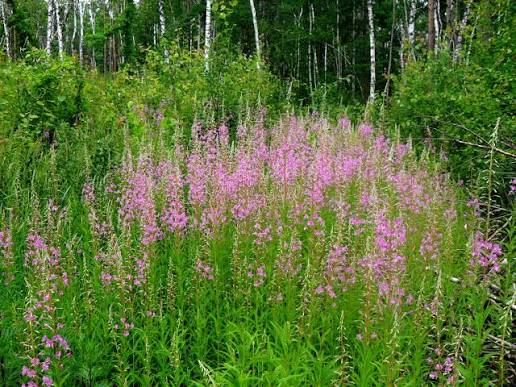 Хаменерій вузьколистий, іван-чай (Chamaenerion angustifolium)