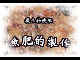 自製液肥 4魚肥的製作 youtube 液肥 製作