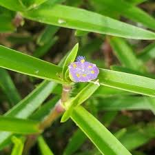 Image result for Cyanotis lanata