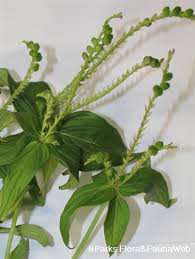 Image result for Spigelia anthelmia
