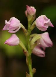 Image result for Polystachya valentina