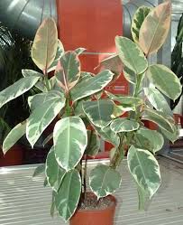 Si caratterizza per la presenza di tante foglie verdi e lanceolate. Ficus Come Curare E Consigli Per Coltivare Il Nostro Ficus