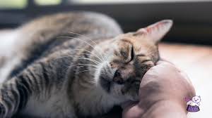 Kedim Beni Seviyor Mu En Iyi Kedi Mamasi