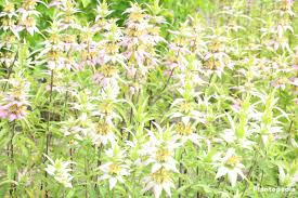 Maybe you would like to learn more about one of these? Bee Balm Plant Monarda Varieties How To Grow And Care Plantopedia