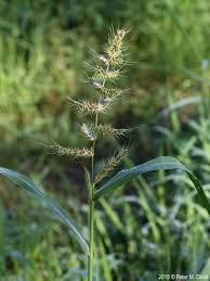 Image result for Echinochloa