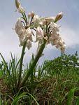 Image result for Crinum jasonii