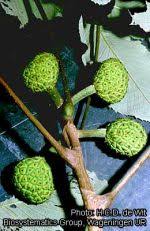 Image result for Myrianthus arboreus