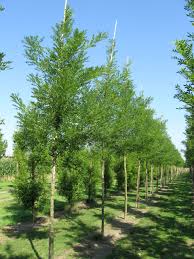 Image result for Styphnolobium