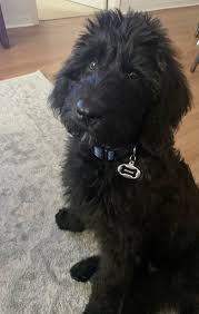 Schnoodle dogs and puppies for sale in the uk. Giant Schnoodle Puppies For Sale Brevard Doodles