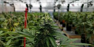 Interchange vape's cannabis vape oil is anything but difficult to utilize and appreciate. Colorado Marijuana Tours Grow House And Dispensary Tours In Co