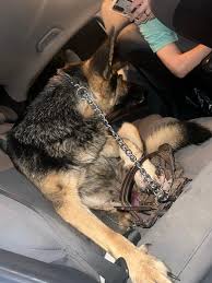 German Shepherd Caught in Bear Trap in Calhoun County, Alabama