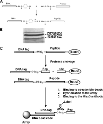 Zico law is the first network of leading independent local law firms with a full presence in all 10 asean countries. Substrate Cleavage Analysis Of Furin And Related Proprotein Convertases Journal Of Biological Chemistry