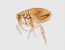 Our commercial pest control services area includes broken arrow, tulsa, jenks, bixby & coweta and the local metro tulsa market. Who Is The Best Flea Exterminator In Broken Arrow Ok Action Pest Management Broken Arrow Pest Control