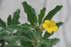 Image result for Pterodiscus ngamicus